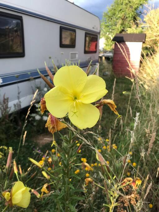 Tiny House Anneliese Hunde Okay Oberbettingen Exterior foto